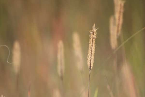Grass species 9