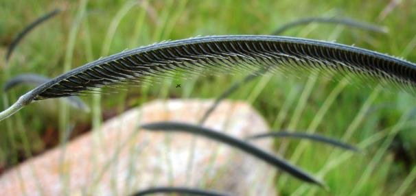 Harpochloa falx or eyelash grass