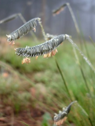 Harpochloa falx