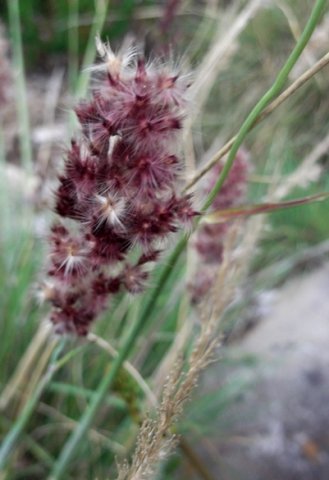 Melinis nerviglumis purple flowers