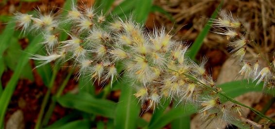Melinis repens yellowish inflorescence