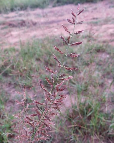 Pogonarthria squarrosa