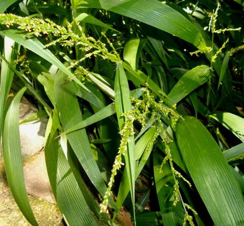 Setaria megaphylla starting to flower