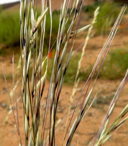 Stipagrostis ciliata var. capensis panicles