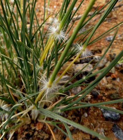 Stipagrostis ciliata var. capensis hairy node rings