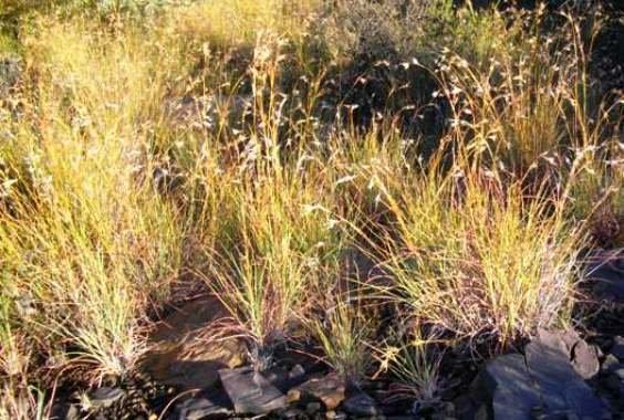 Themeda triandra playing colour games