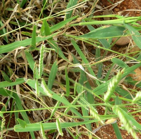 Urochloa mosambicensis leaves