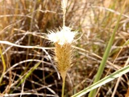 Fingerhuthia africana ripe seeds being dispersed