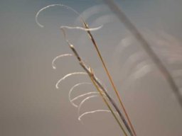 Urelytrum agropyroides