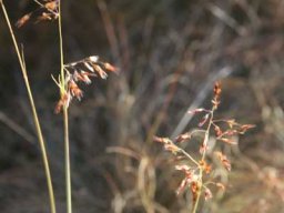 Melinis repens