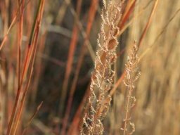 Grass species 21