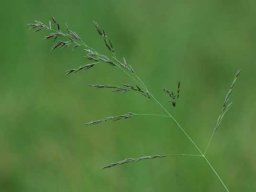 Grass species 23