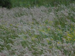 Melinis repens in flower