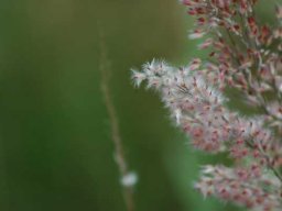 Melinis repens