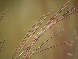 Schizachyrium sanguineum in the Rhenosterspruit Nature Conservancy