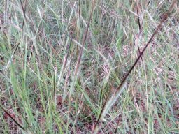 Heteropogon contortus, spear grass