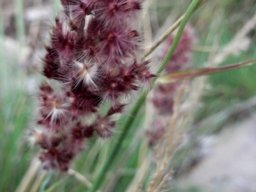 Melinis nerviglumis purple flowers