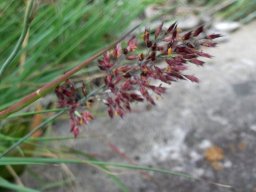 Melinis nerviglumis early stage