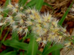 Melinis repens yellowish inflorescence