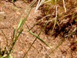 Paspalum dilatatum