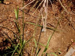 Paspalum dilatatum leaves