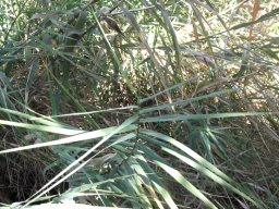 Phragmites australis, common reed or fluitjiesriet