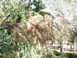 Phragmites australis