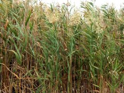 Phragmites australis and its many uses