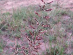 Pogonarthria squarrosa