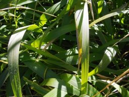 Setaria megaphylla