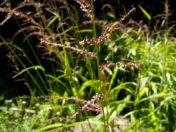 Setaria megaphylla inflorescence