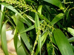 Setaria megaphylla starting to flower
