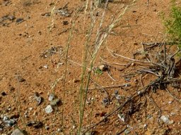 Stipagrostis ciliata var. capensis