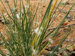 Stipagrostis ciliata var. capensis leaves