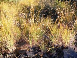 Themeda triandra playing colour games