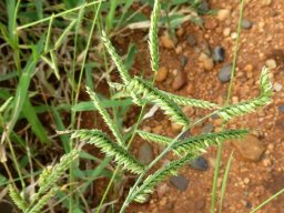 Urochloa mosambicensis flowers