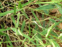 Urochloa mosambicensis leaves