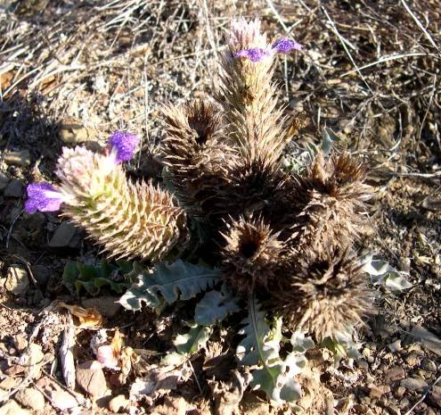 Acanthopsis dispermoides