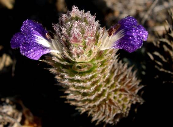 Acanthopsis dispermoides inflorescence