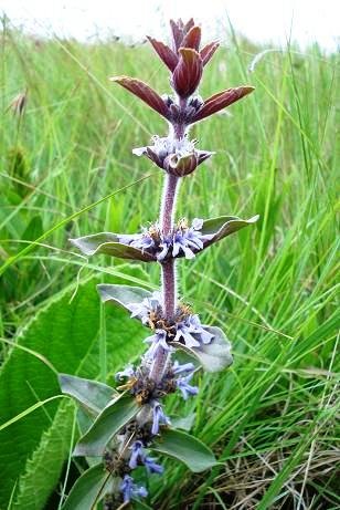 Ajuga ophrydis