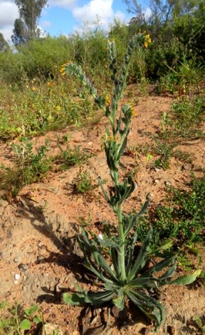 Amsinckia menziesii