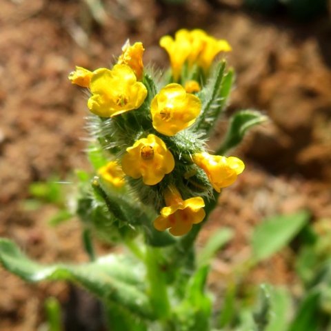 Amsinckia menziesii flowers