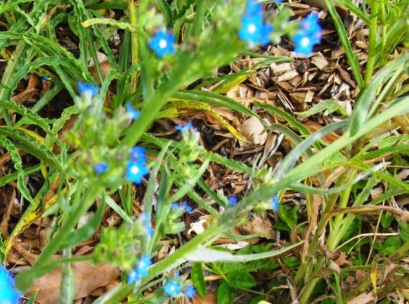 Anchusa capensis