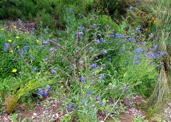 Anchusa capensis growth habit