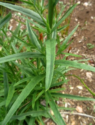Anchusa capensis leaves