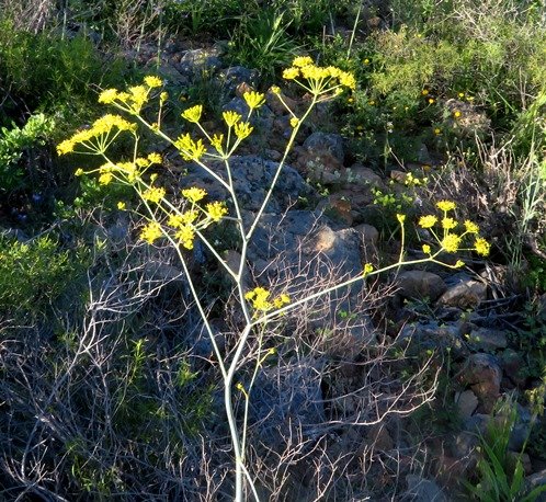 Annesorhiza altiscapa in bloom