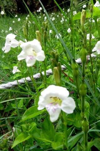 Asystasia gangetica subsp. micrantha