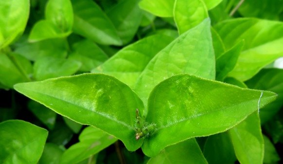 Asystasia gangetica subsp. micrantha leaves