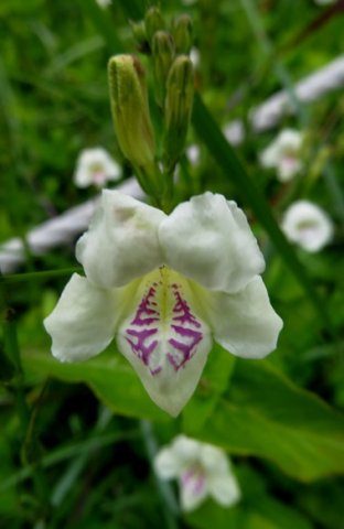 Asystasia gangetica subsp. micrantha flowers