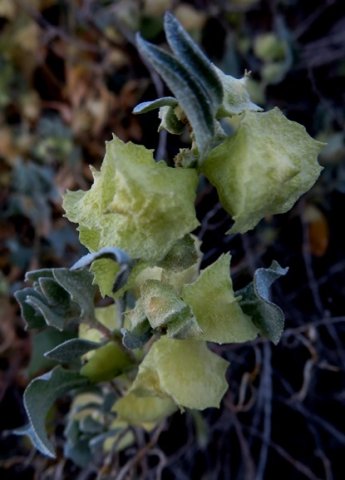Atriplex lindleyi fruit